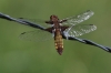 IMG_9940 Libellula depressa female